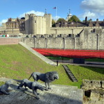 Red Poppies at the Tower of London